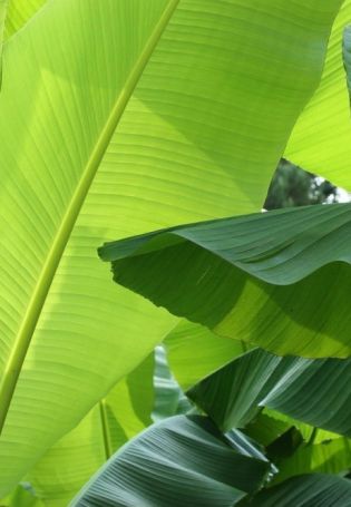 Банановые листья (50 фото)