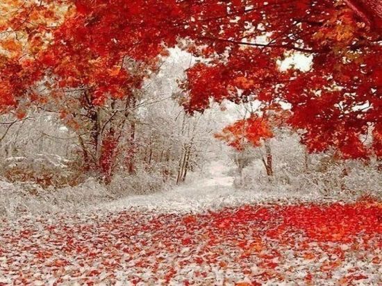 Красный снег (58 фото)