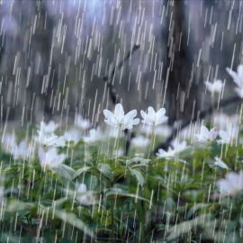 Апрельский дождь (60 фото)