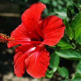 Гибискус цветок (57 фото)