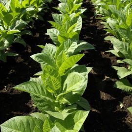 Табак растение (58 фото)