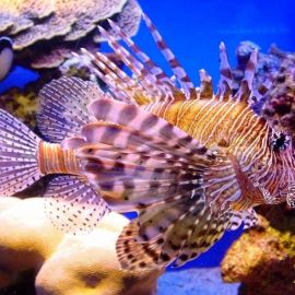 Рыбки красного моря (59 фото)