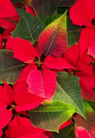 Рождественский цветок с красными листьями (59 фото)