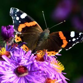 Бабочка на цветке (60 фото)