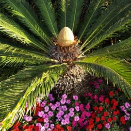 Цветок Пальма (58 фото)