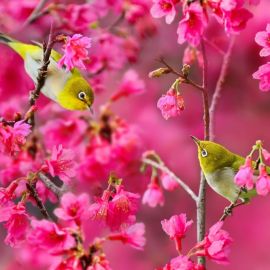 Весенние птицы (58 фото)