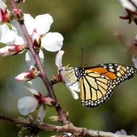 Весенние бабочки (52 фото)