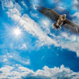 Орел в небе (57 фото)