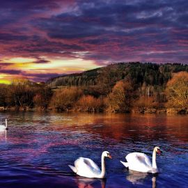 Лебеди на озере (59 фото)