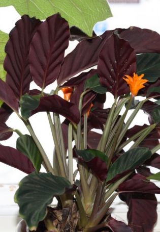 Комнатный цветок с красными листьями (59 фото)