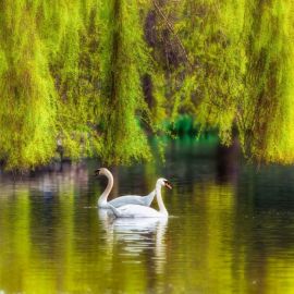 Лебеди на пруду (59 фото)