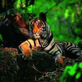 Тигр в джунглях (57 фото)