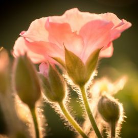 Распускающийся цветок (49 фото)