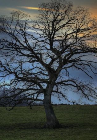 Голое дерево (39 фото)