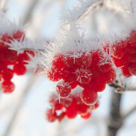 Рябина красная в снегу (56 фото)