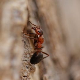 Рыжий Лесной муравей (56 фото)