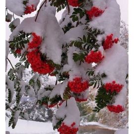 Ветка рябины в снегу (51 фото)