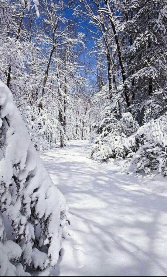 Много снега в лесу (48 фото)
