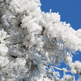 Снег на ветках деревьев (44 фото)