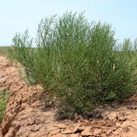 Джузгун растение пустыни (50 фото)