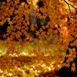 Золотая листва (50 фото)