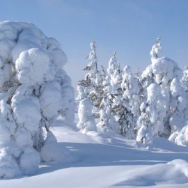Снежная Тайга (52 фото)
