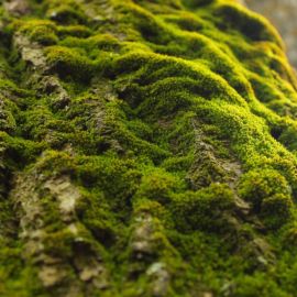 Зеленый мох (47 фото)