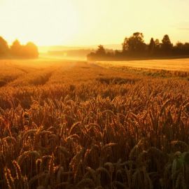 Поле спелой пшеницы (50 фото)