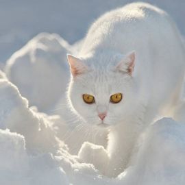 Снежная кошка (58 фото)