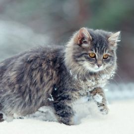 Кот идет по снегу (54 фото)