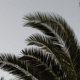 Пальма на белом фоне (51 фото)
