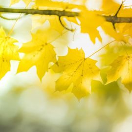 Желтый кленовый лист (46 фото)