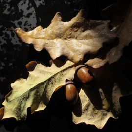 Листок дуба (50 фото)