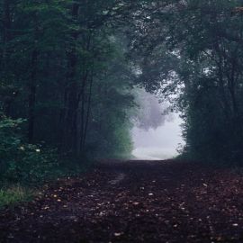 Туманная дорога в лесу (51 фото)