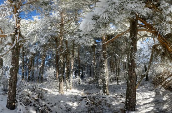 Снежный Сосновый лес (48 фото)