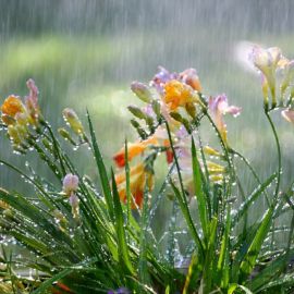 Дождливый весенний день (60 фото)