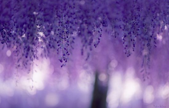 Пурпурный дождь (55 фото)