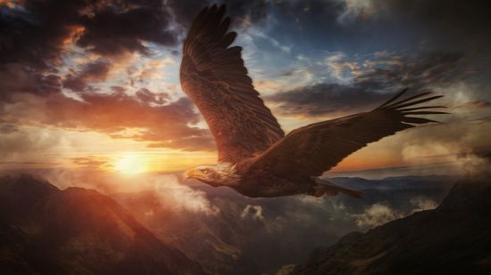 Орел высоко в небе (52 фото)