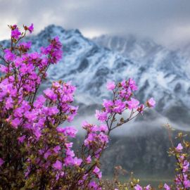 Цветение маральника в Горном Алтае (58 фото)