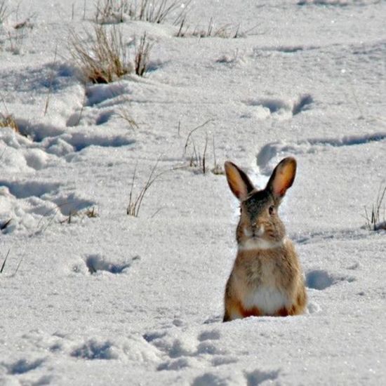 Следы зайца беляка на снегу (41 фото)