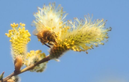Березовая пыльца (52 фото)