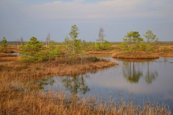 Ельня болото Беларусь (50 фото)