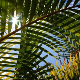 Листья пальмы фон (53 фото)