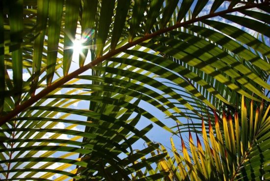 Листья пальмы фон (53 фото)