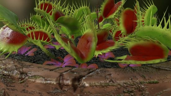 Цветок хищник Венерина мухоловка (52 фото)