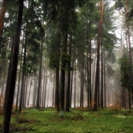 Густой хвойный лес (53 фото)
