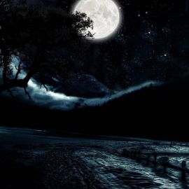 Ночной лес с луной (56 фото)