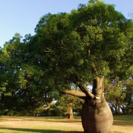 Бутылочное дерево Австралии (53 фото)