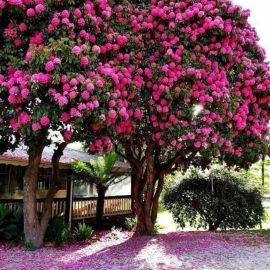 Цветочное дерево (53 фото)