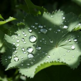 Капли дождя на листьях (44 фото)